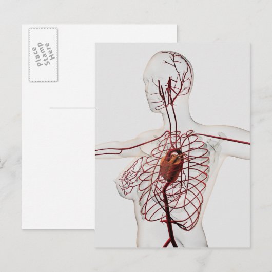 Medische illustratie van het circuitsysteem van he briefkaart (Voorkant / Achterkant)