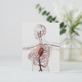 Medische illustratie van het circuitsysteem van he briefkaart (Staand voorkant)