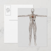 Medische illustratie van het lymfestelsel van het  briefkaart (Voorkant / Achterkant)