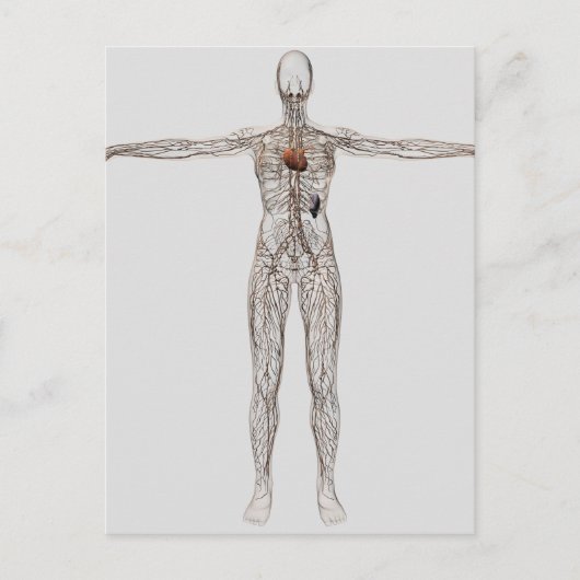 Medische illustratie van het lymfestelsel van het  briefkaart (Voorkant)