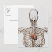 Medische illustratie van het lymfestelsel van het  briefkaart (Voorkant / Achterkant)