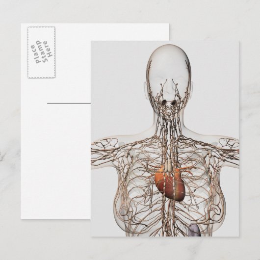 Medische illustratie van het lymfestelsel van het  briefkaart (Voorkant / Achterkant)