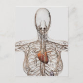Medische illustratie van het lymfestelsel van het  briefkaart (Voorkant)
