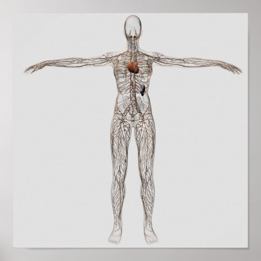 Medische illustratie van het lymfestelsel van het  poster (Voorkant)