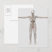 Medische illustratie van het lymfestelsel van mann briefkaart (Voorkant / Achterkant)