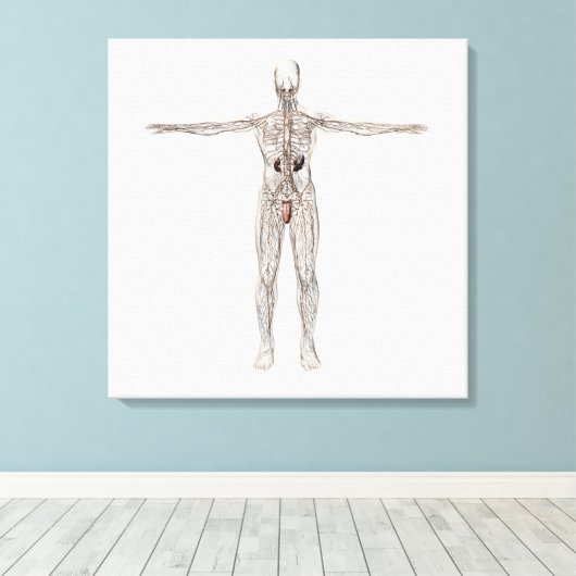 Medische illustratie van het lymfestelsel van mann canvas afdruk (Insitu (Houten vloer))