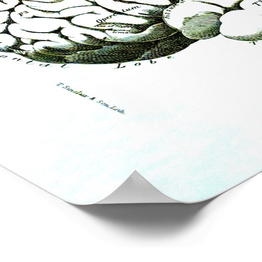 Medische illustratie van het menselijk brein poster (Hoek)