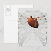 Medische illustratie van het menselijk hart en de briefkaart (Voorkant / Achterkant)