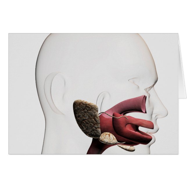 Medische illustratie van het menselijk spijsverter (Voorkant Horizontaal)