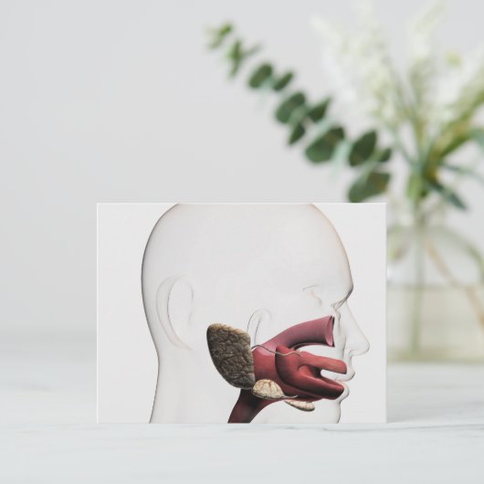 Medische illustratie van het menselijk spijsverter briefkaart (Staand voorkant)