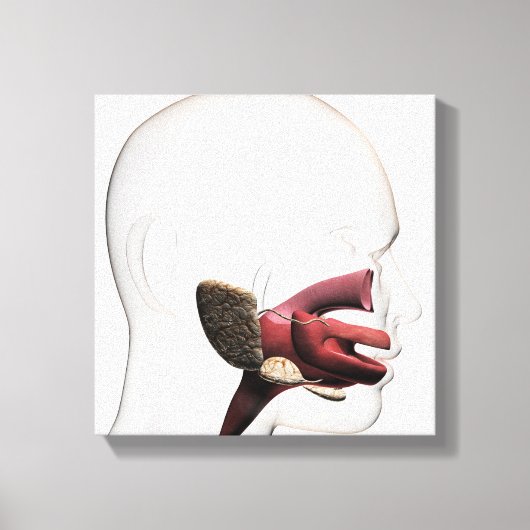 Medische illustratie van het menselijk spijsverter canvas afdruk (Voorkant)