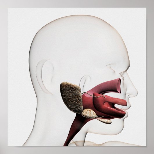 Medische illustratie van het menselijk spijsverter poster (Voorkant)