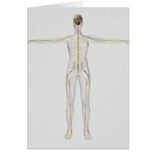 Medische illustratie van het menselijk zenuwstelse