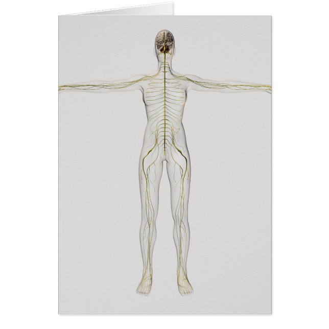 Medische illustratie van het menselijk zenuwstelse (Voorkant)