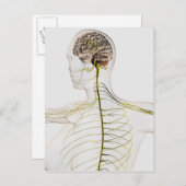 Medische illustratie van het menselijk zenuwstelse briefkaart (Voorkant / Achterkant)