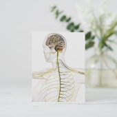 Medische illustratie van het menselijk zenuwstelse briefkaart (Staand voorkant)