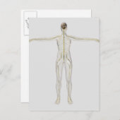 Medische illustratie van het menselijk zenuwstelse briefkaart (Voorkant / Achterkant)