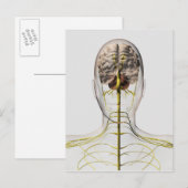 Medische illustratie van het menselijk zenuwstelse briefkaart (Voorkant / Achterkant)