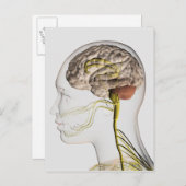 Medische illustratie van het menselijk zenuwstelse briefkaart (Voorkant / Achterkant)