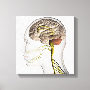 Medische illustratie van het menselijk zenuwstelse canvas afdruk