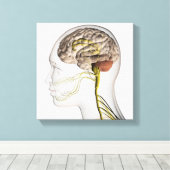 Medische illustratie van het menselijk zenuwstelse canvas afdruk (Insitu (Houten vloer))