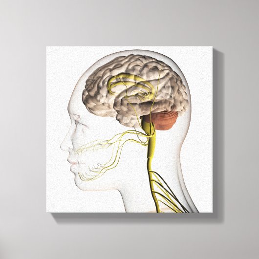 Medische illustratie van het menselijk zenuwstelse canvas afdruk (Voorkant)
