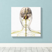 Medische illustratie van het menselijk zenuwstelse canvas afdruk (Insitu (Houten vloer))
