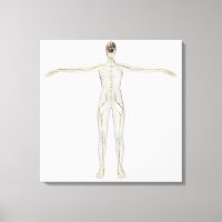 Medische illustratie van het menselijk zenuwstelse