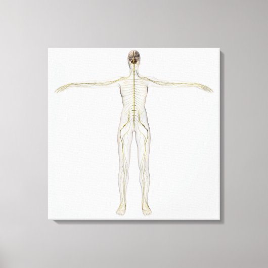 Medische illustratie van het menselijk zenuwstelse canvas afdruk (Voorkant)
