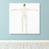 Medische illustratie van het menselijk zenuwstelse canvas afdruk (Insitu (Houten vloer))
