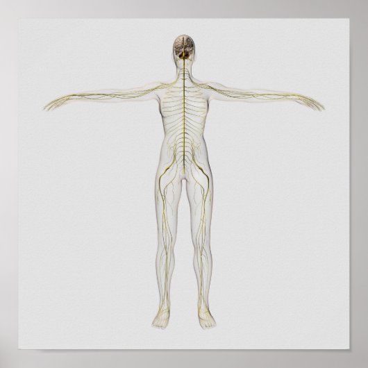 Medische illustratie van het menselijk zenuwstelse poster (Voorkant)