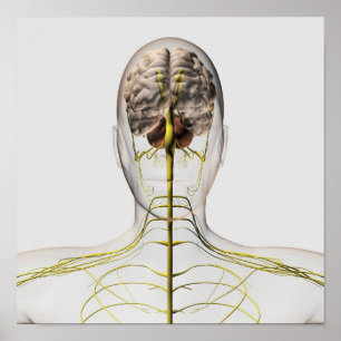 Medische illustratie van het menselijk zenuwstelse poster