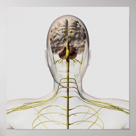 Medische illustratie van het menselijk zenuwstelse poster (Voorkant)