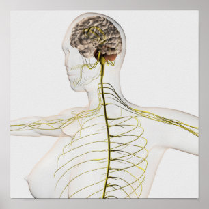 Medische illustratie van het menselijk zenuwstelse poster