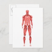 Medische illustratie van het spierstelsel van mann briefkaart (Voorkant / Achterkant)