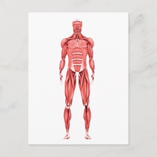 Medische illustratie van het spierstelsel van mann briefkaart (Voorkant)