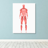 Medische illustratie van het spierstelsel van mann canvas afdruk (Insitu (Houten vloer))