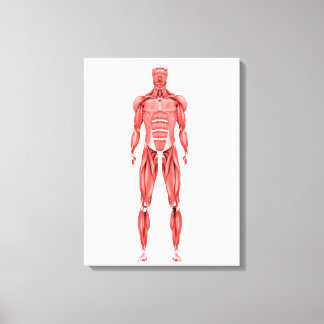 Medische illustratie van het spierstelsel van mann canvas afdruk