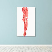 Medische illustratie van het spierstelsel van mann canvas afdruk (Insitu (Houten vloer))