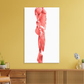 Medische illustratie van het spierstelsel van mann canvas afdruk (Insitu (Woonkamer))