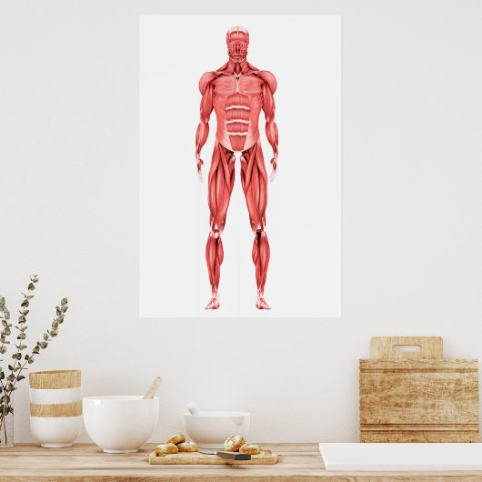Medische illustratie van het spierstelsel van mann poster (Keuken)