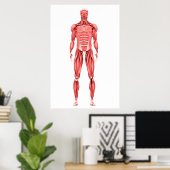 Medische illustratie van het spierstelsel van mann poster (Thuiskantoor)