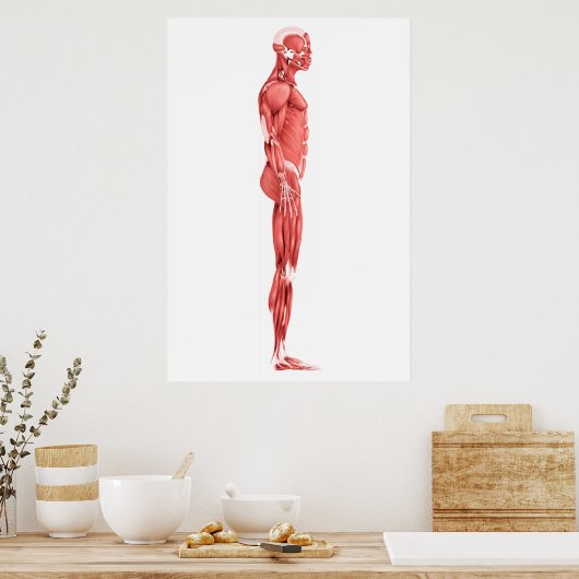 Medische illustratie van het spierstelsel van mann poster (Keuken)