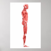 Medische illustratie van het spierstelsel van mann poster (Voorkant)