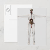 Medische illustratie van het spijsverteringsstelse briefkaart (Voorkant / Achterkant)