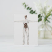 Medische illustratie van het spijsverteringsstelse briefkaart (Staand voorkant)