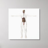 Medische illustratie van het spijsverteringsstelse canvas afdruk (Voorkant)