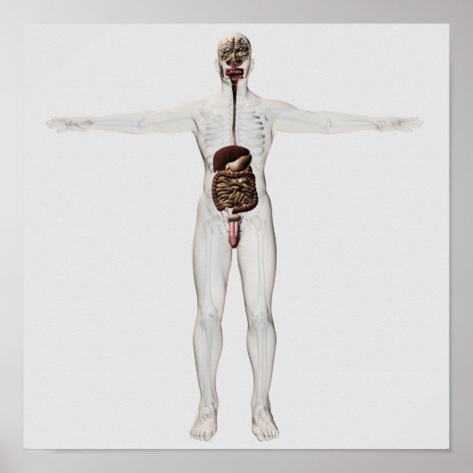 Medische illustratie van het spijsverteringsstelse poster (Voorkant)