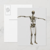 Medische illustratie van het volledige Vrouw skele Briefkaart (Voorkant / Achterkant)