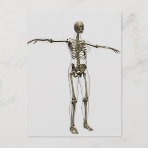 Medische illustratie van het volledige Vrouw skele Briefkaart